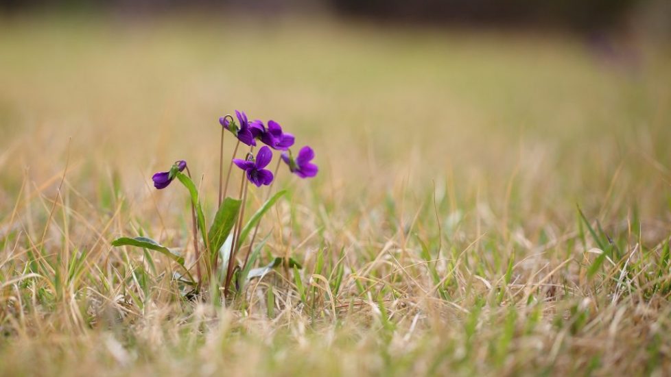 Consider the Flower