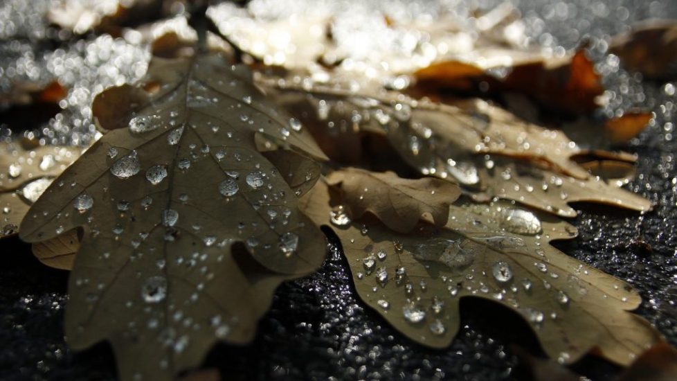 Autumn Raindrops