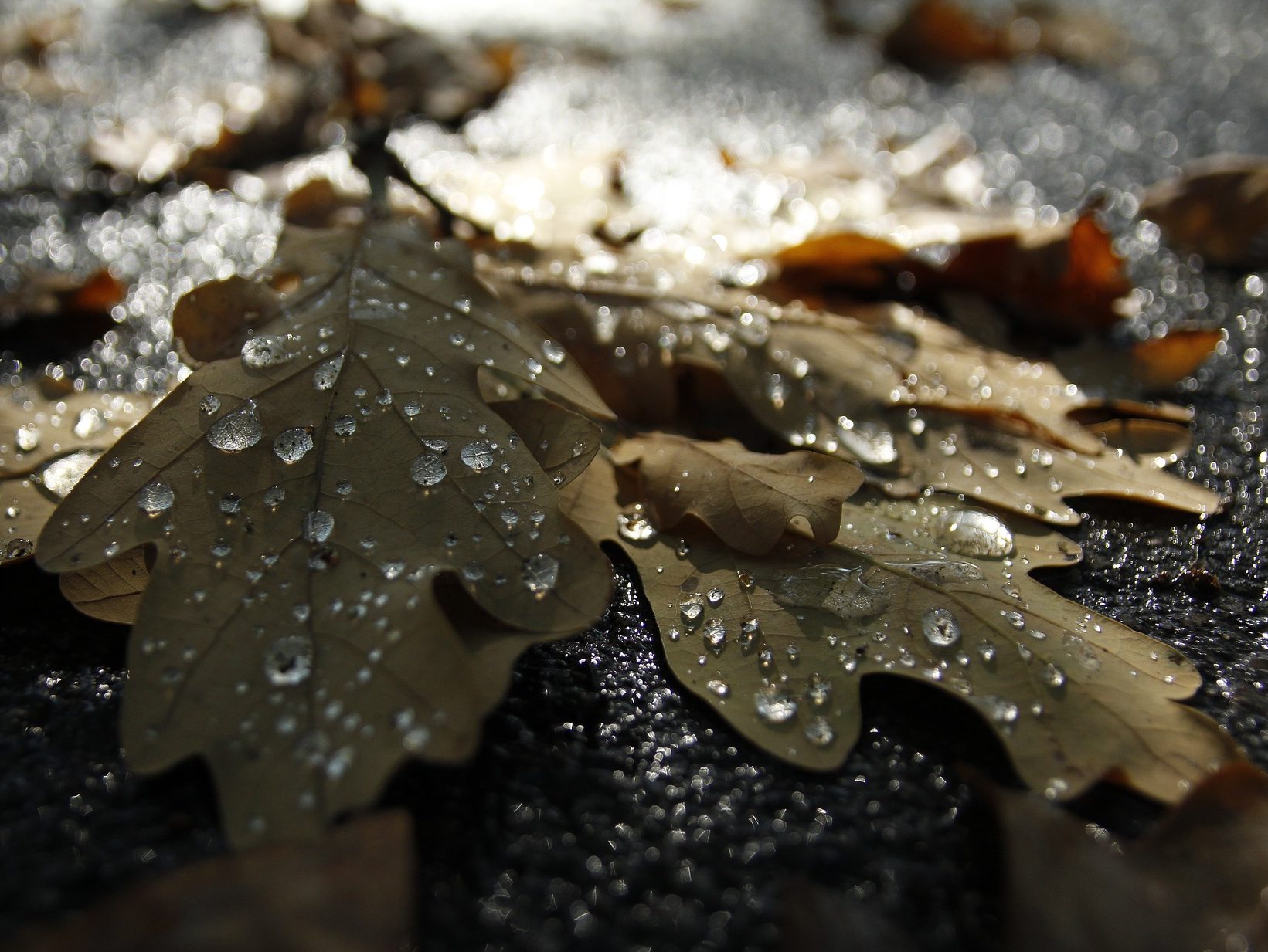 Autumn Raindrops