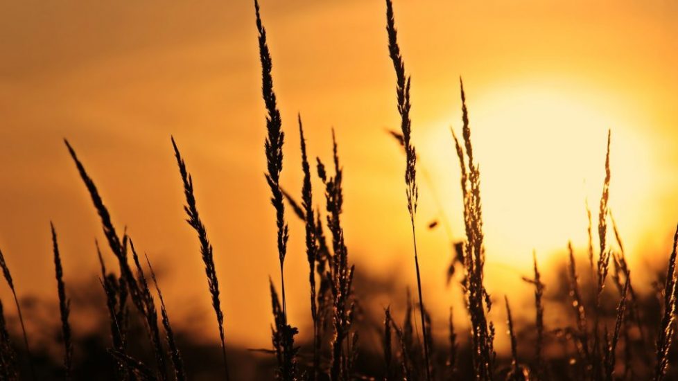 Sun on Wheat