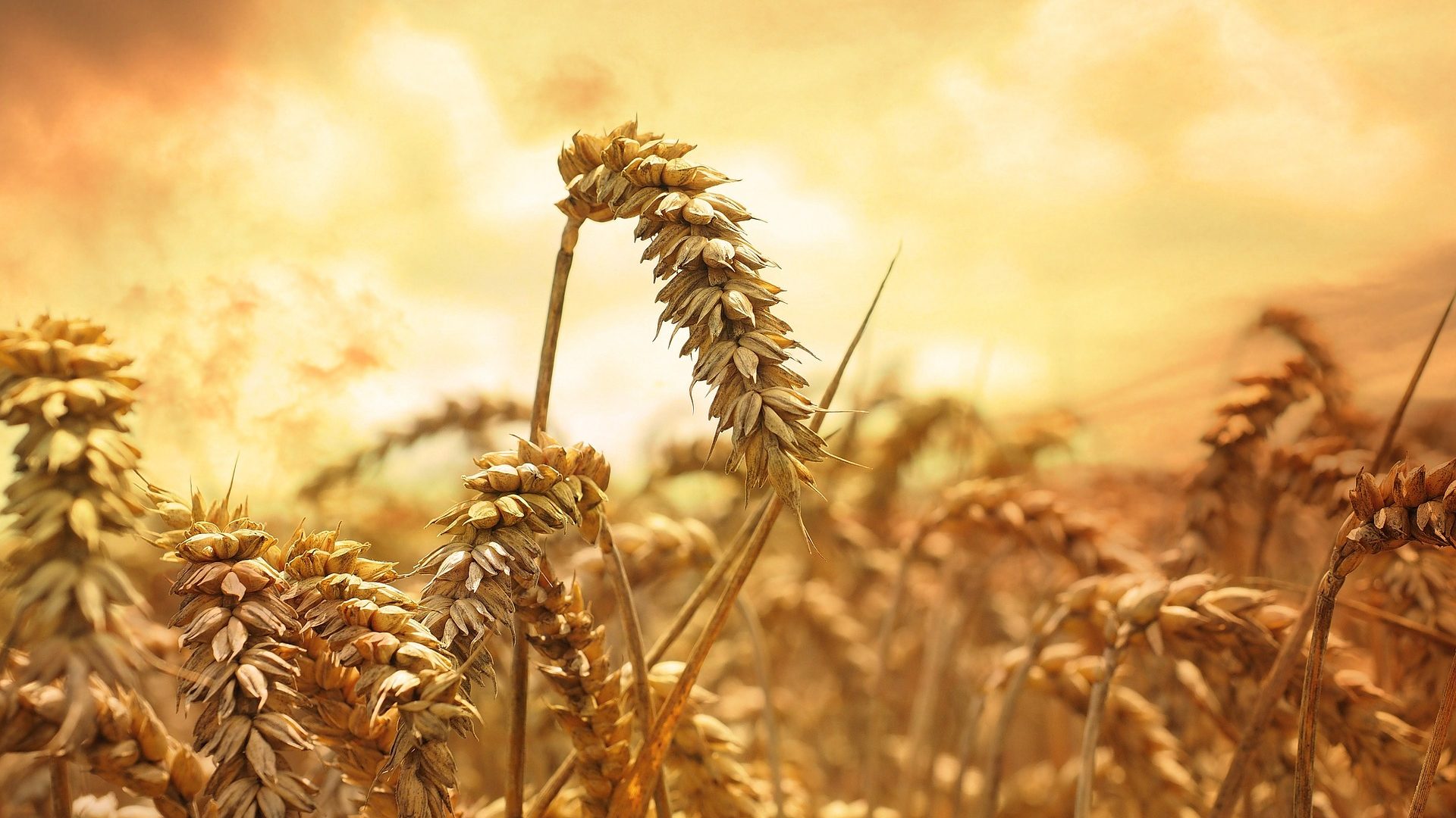 Grain of Wheat