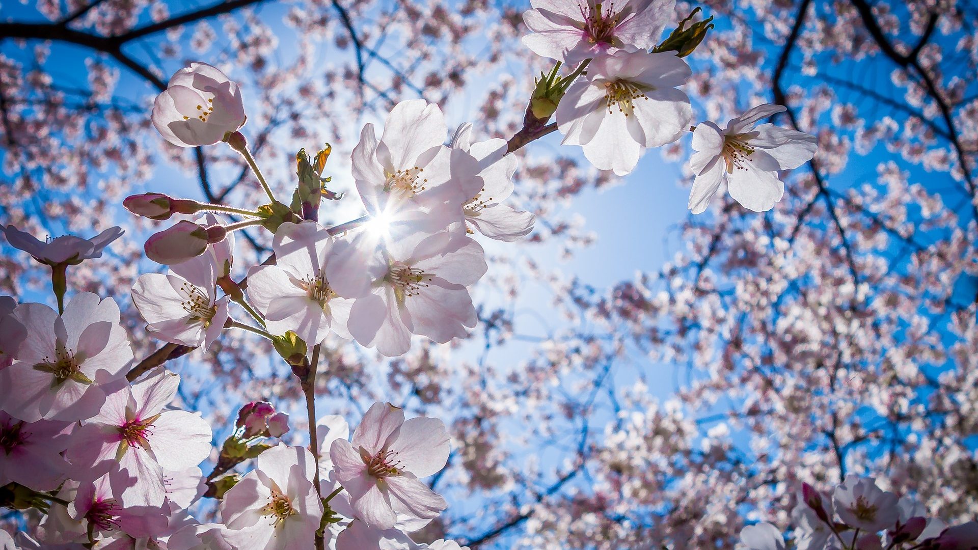 Cherry blossom sky