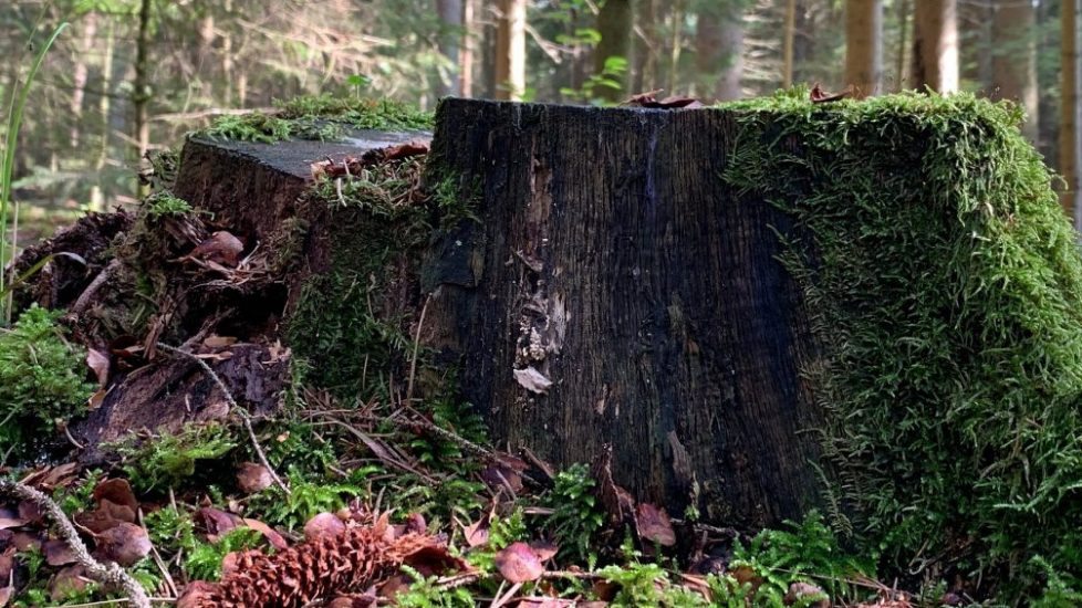 Tree stump - remnant
