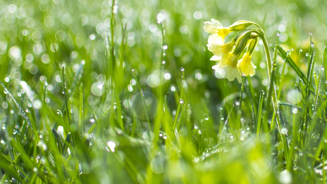 primrose-and-dew